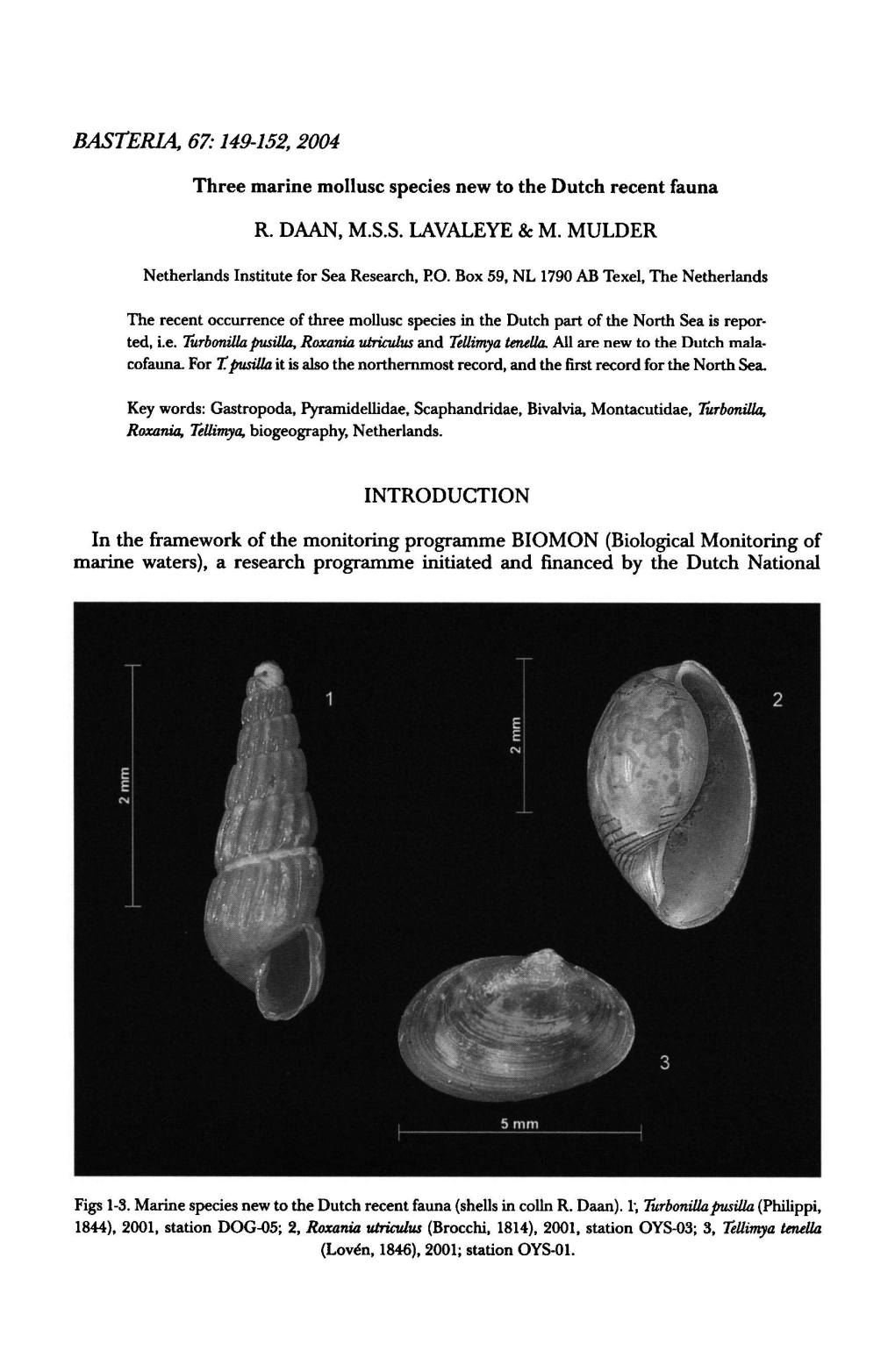 BASTERIA, 67:149-152, Tellimya Tenella