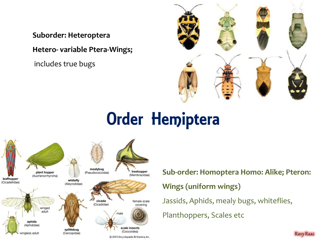 Order Hemiptera