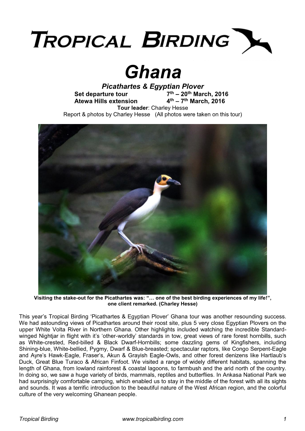 Picathartes & Egyptian Plover