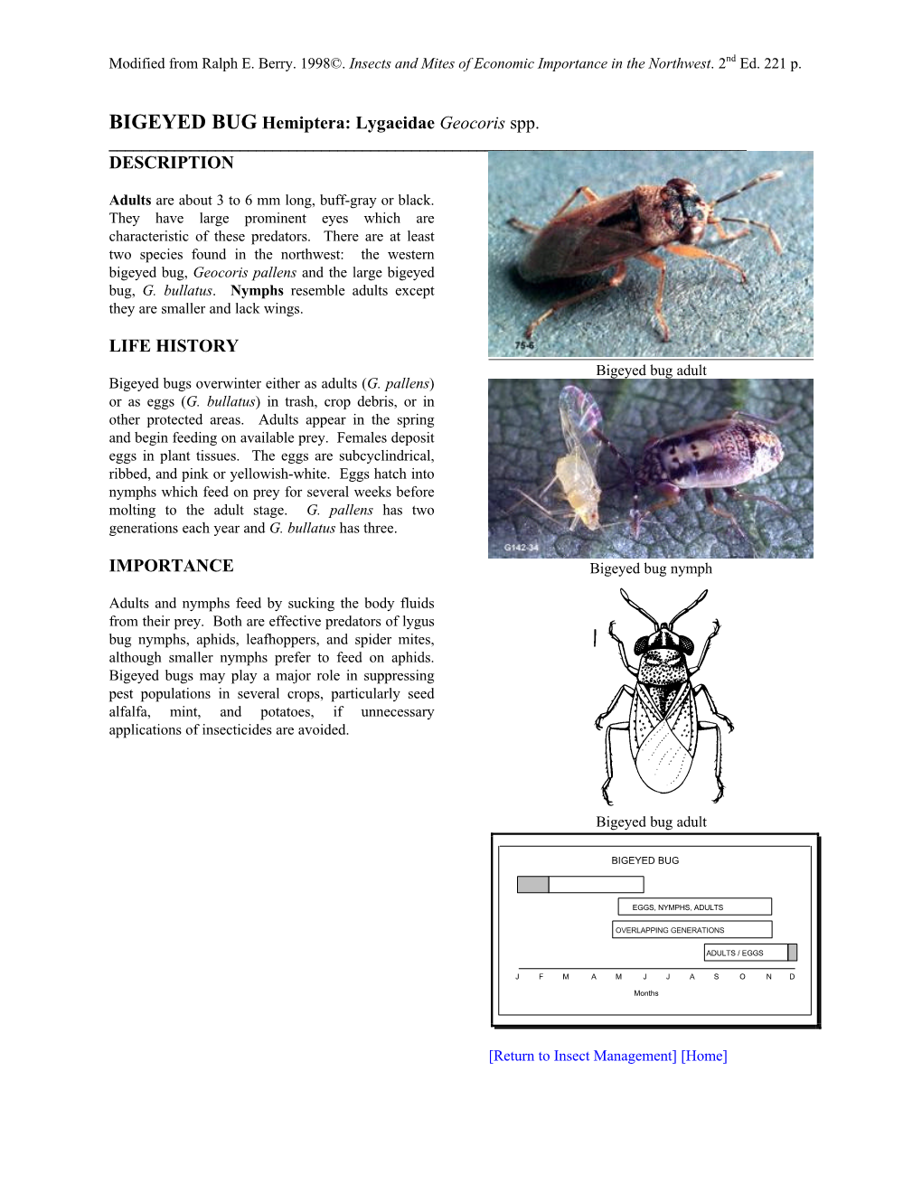 BIGEYED BUG Hemiptera: Lygaeidae Geocoris Spp. DESCRIPTION LIFE