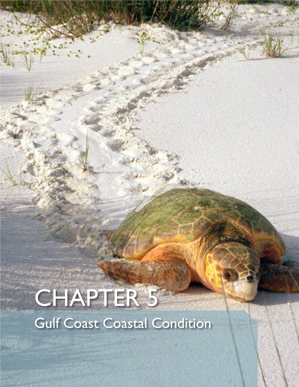 National Coastal Condition Report IV 5-1 Chapter 5 Gulf Coast Coastal Condition