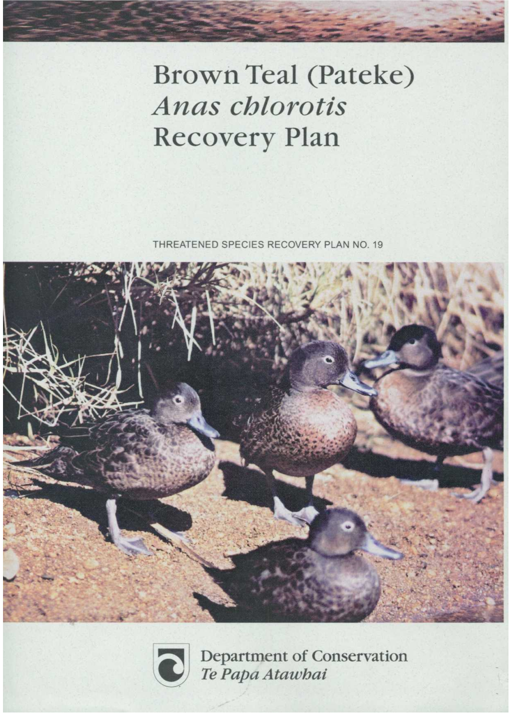 Brown Teal (Pateke) Anas Chlorotis Recovery Plan