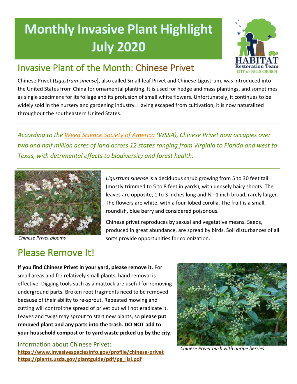 Monthly Invasive Plant Highlight July 2020