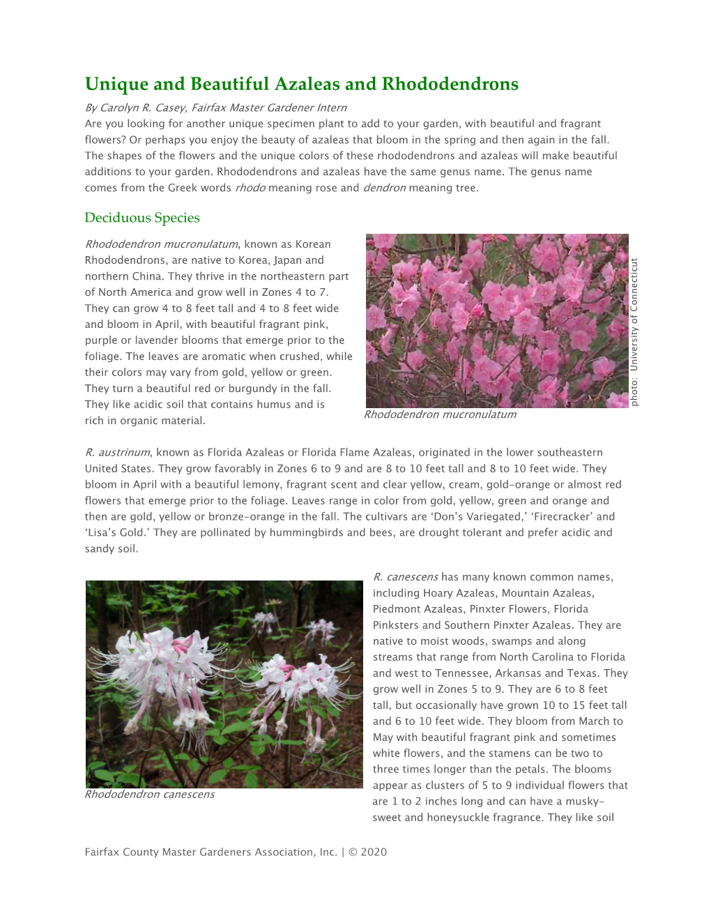 Unique and Beautiful Azaleas and Rhododendrons