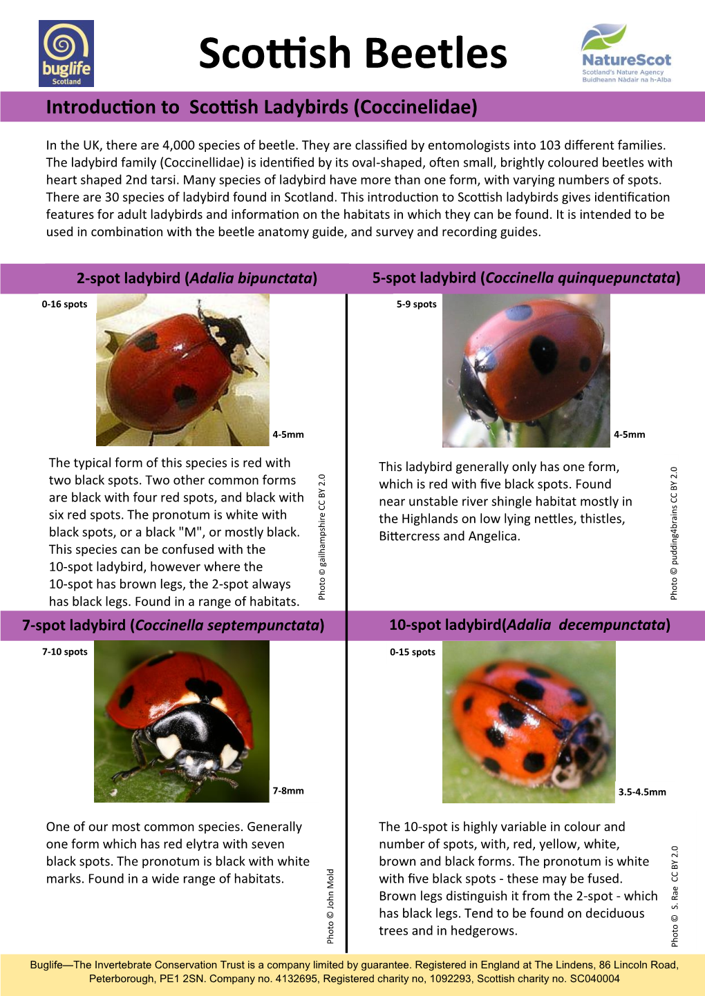 Inconspicuous Ladybirds