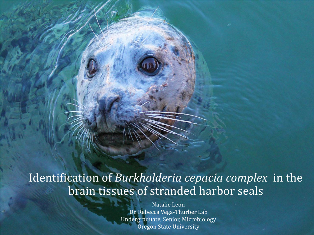 Burkholderia Cepacia Complex in the Brain Tissues of Stranded Harbor Seals Natalie Leon Dr