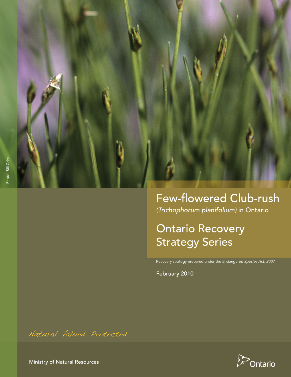 Trichophorum Planifolium) in Ontario Ontario Recovery Strategy Series