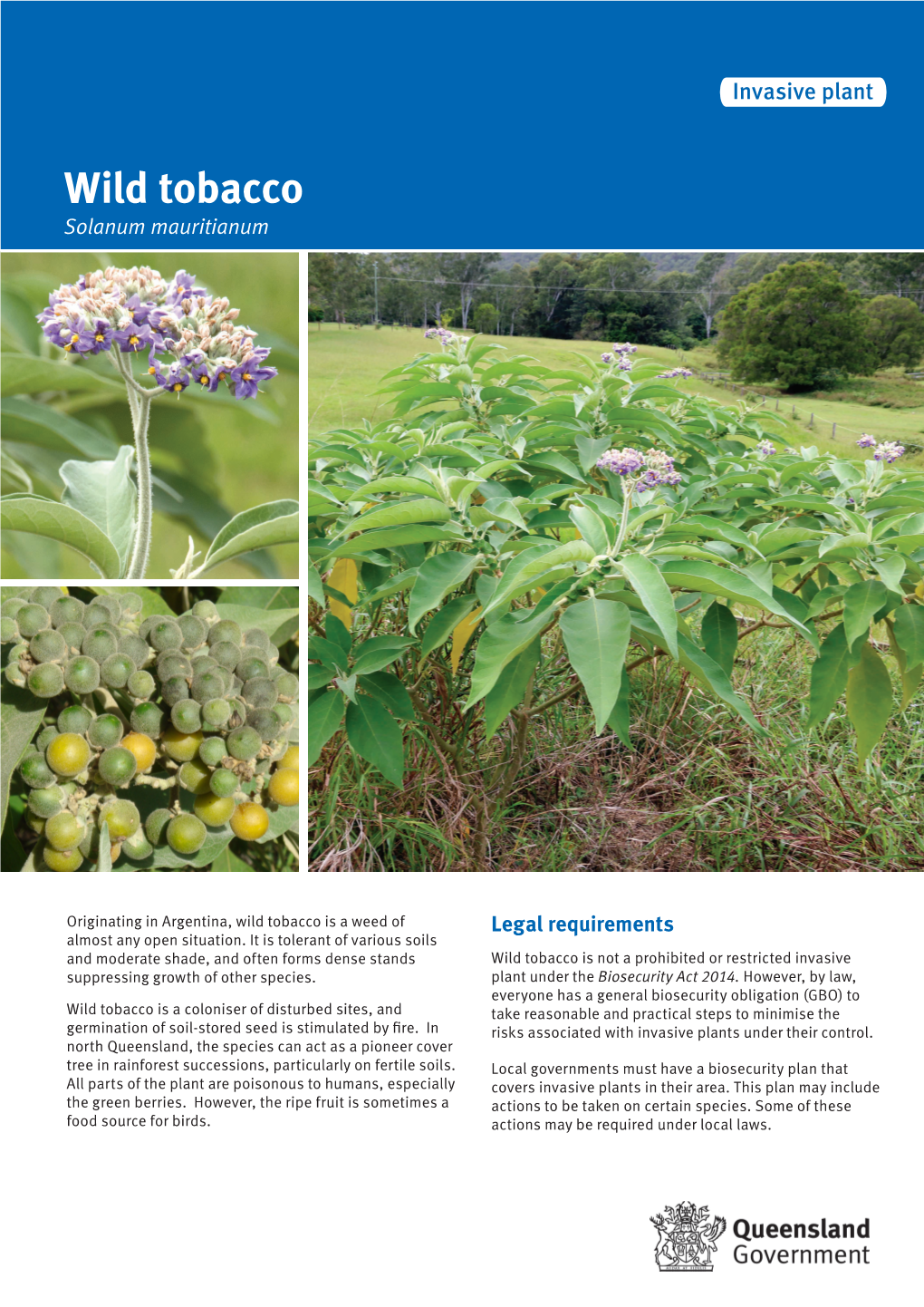 Wild Tobacco Solanum Mauritianum