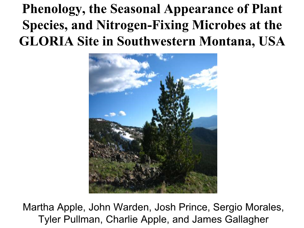 Phenology, the Seasonal Appearance of Plant Species, and Nitrogen-Fixing Microbes at the GLORIA Site in Southwestern Montana, USA