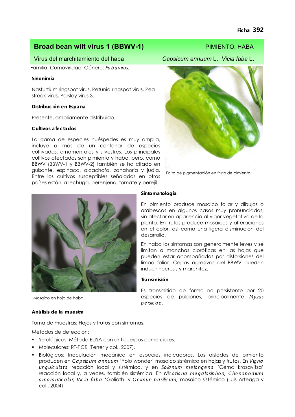 Broad Bean Wilt Virus 1 (BBWV-1) PIMIENTO, HABA