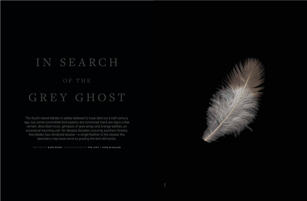 In Search Grey Ghost