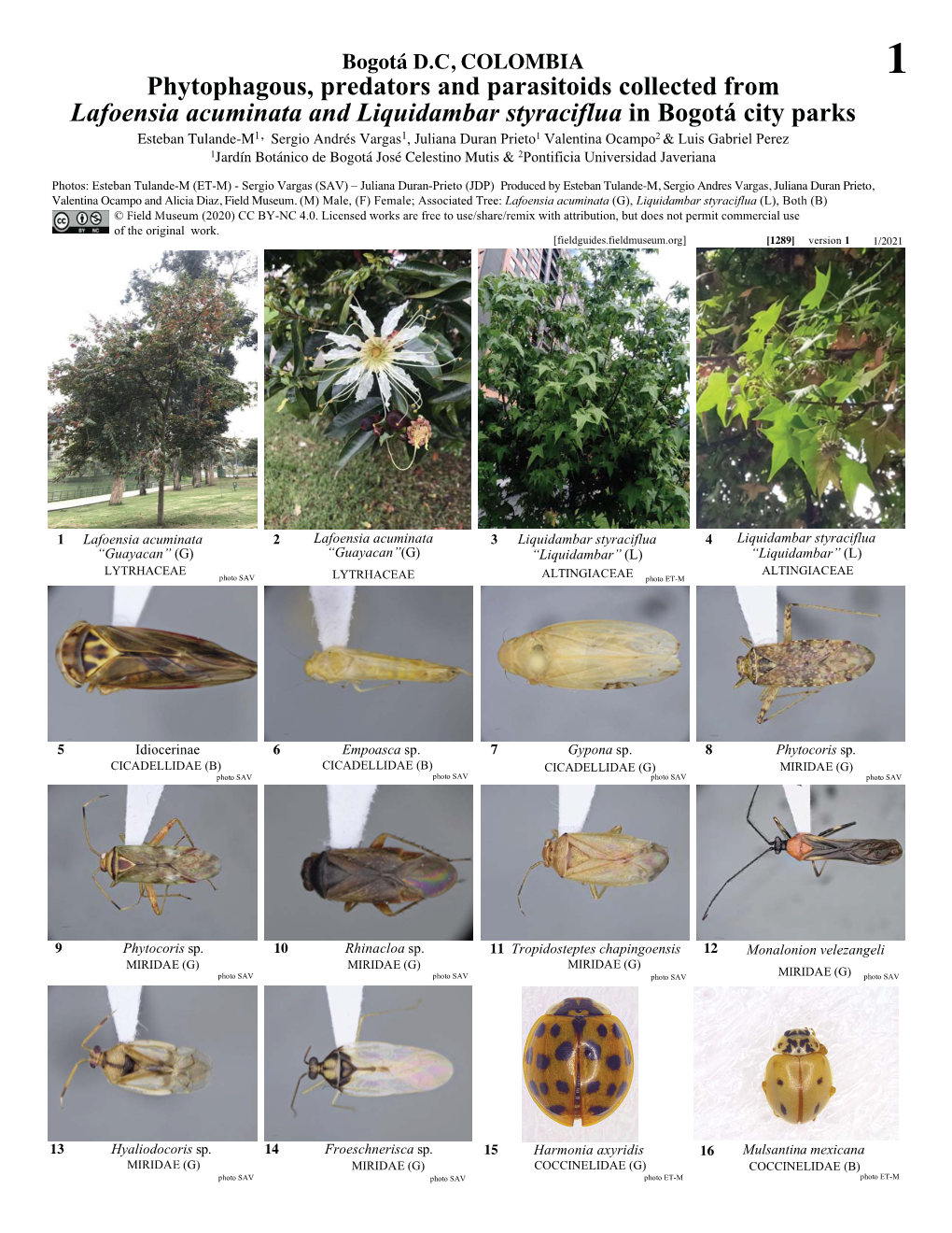 Phytophagous, Predators and Parasitoids Collected From
