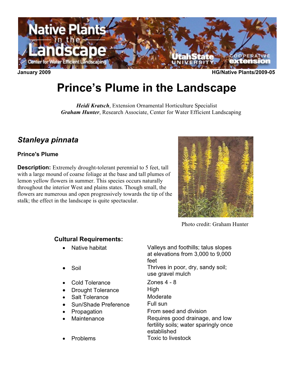 Prince's Plume in the Landscape