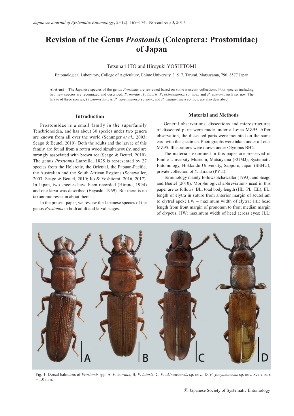 Coleoptera: Prostomidae) of Japan