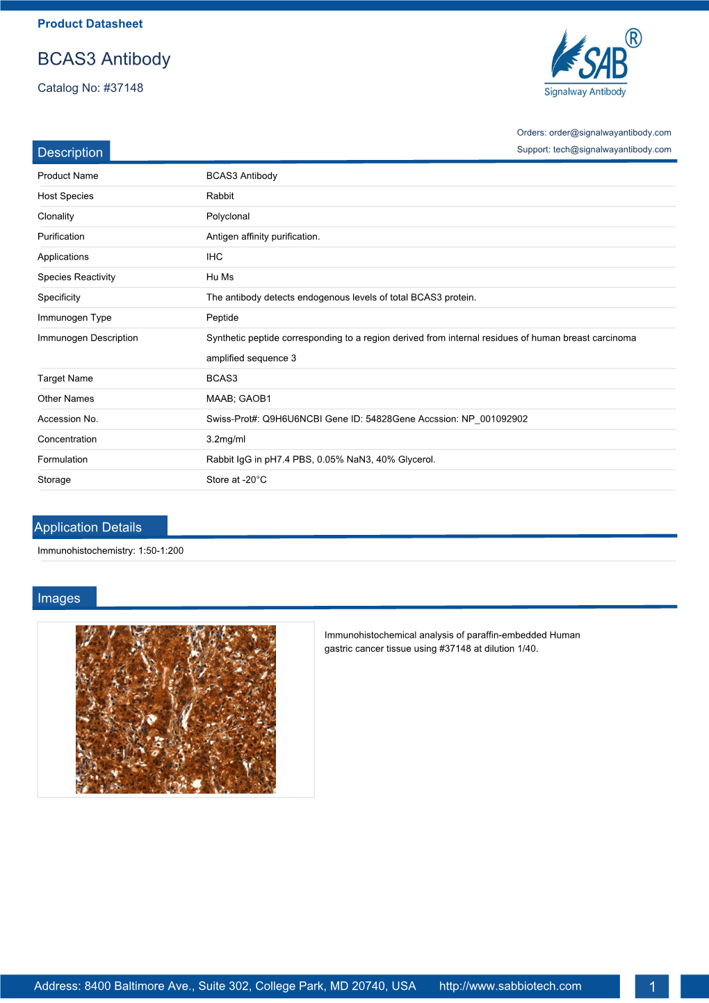 BCAS3 Antibody