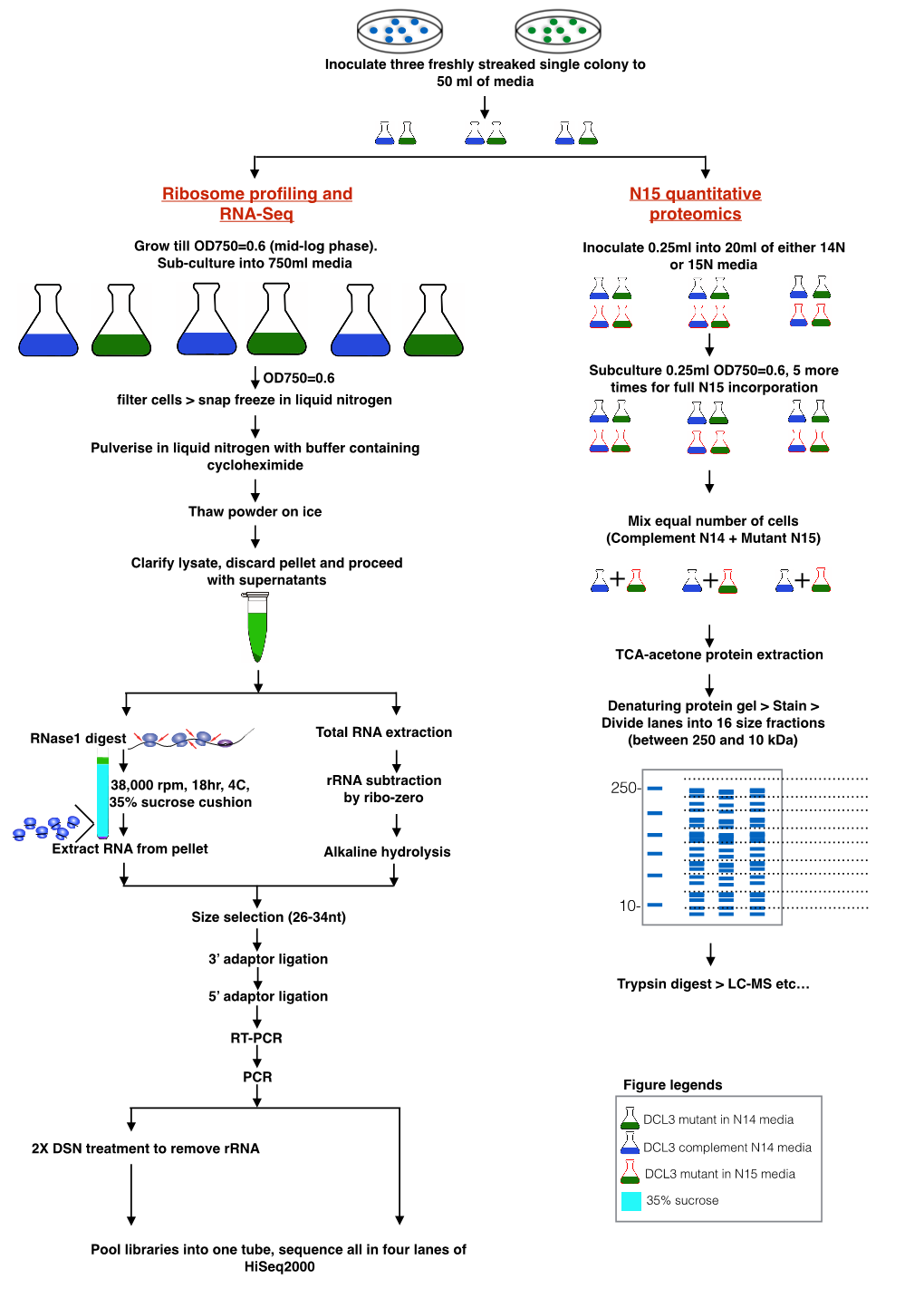 Ribosome Profiling and RNA-Seq N15 Quantitative Proteomics