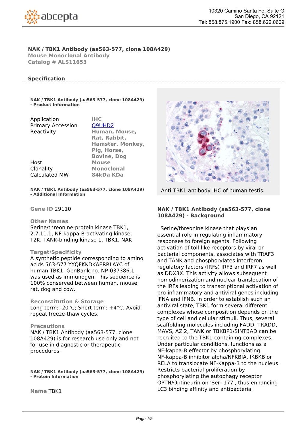 NAK / TBK1 Antibody (Aa563-577, Clone 108A429) Mouse Monoclonal Antibody Catalog # ALS11653