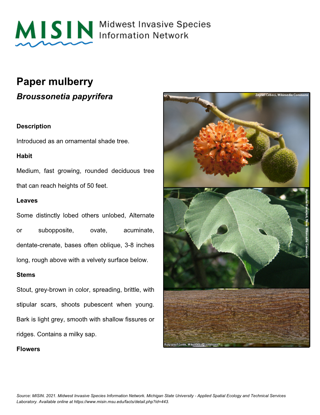 Paper Mulberry Broussonetia Papyrifera