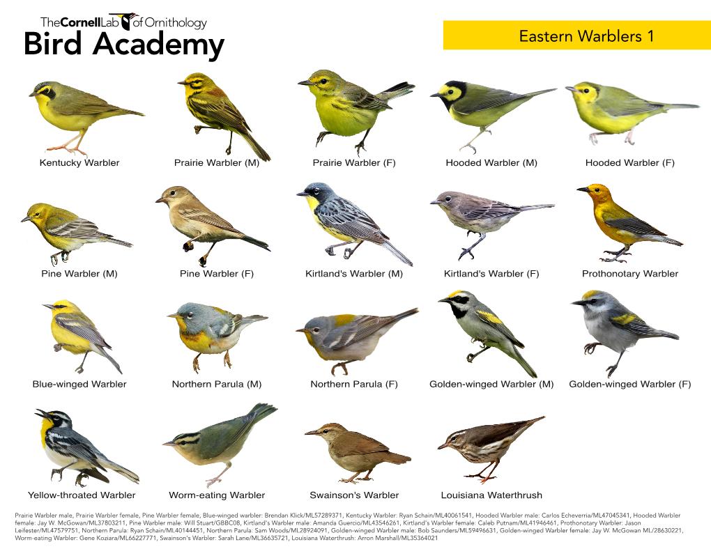 Eastern Warblers 1