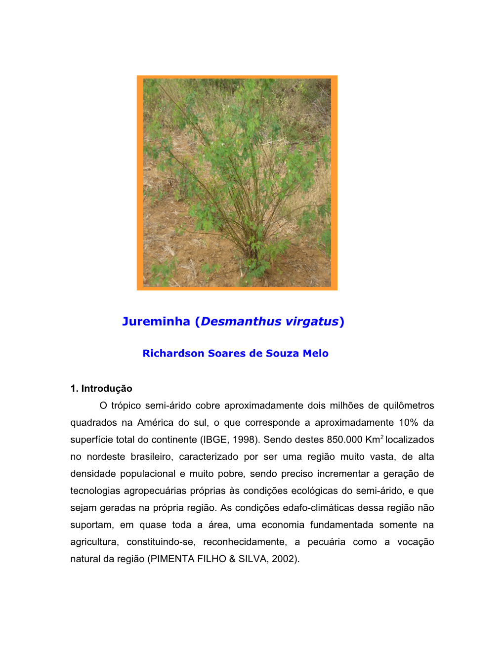 Jureminha (Desmanthus Virgatus)