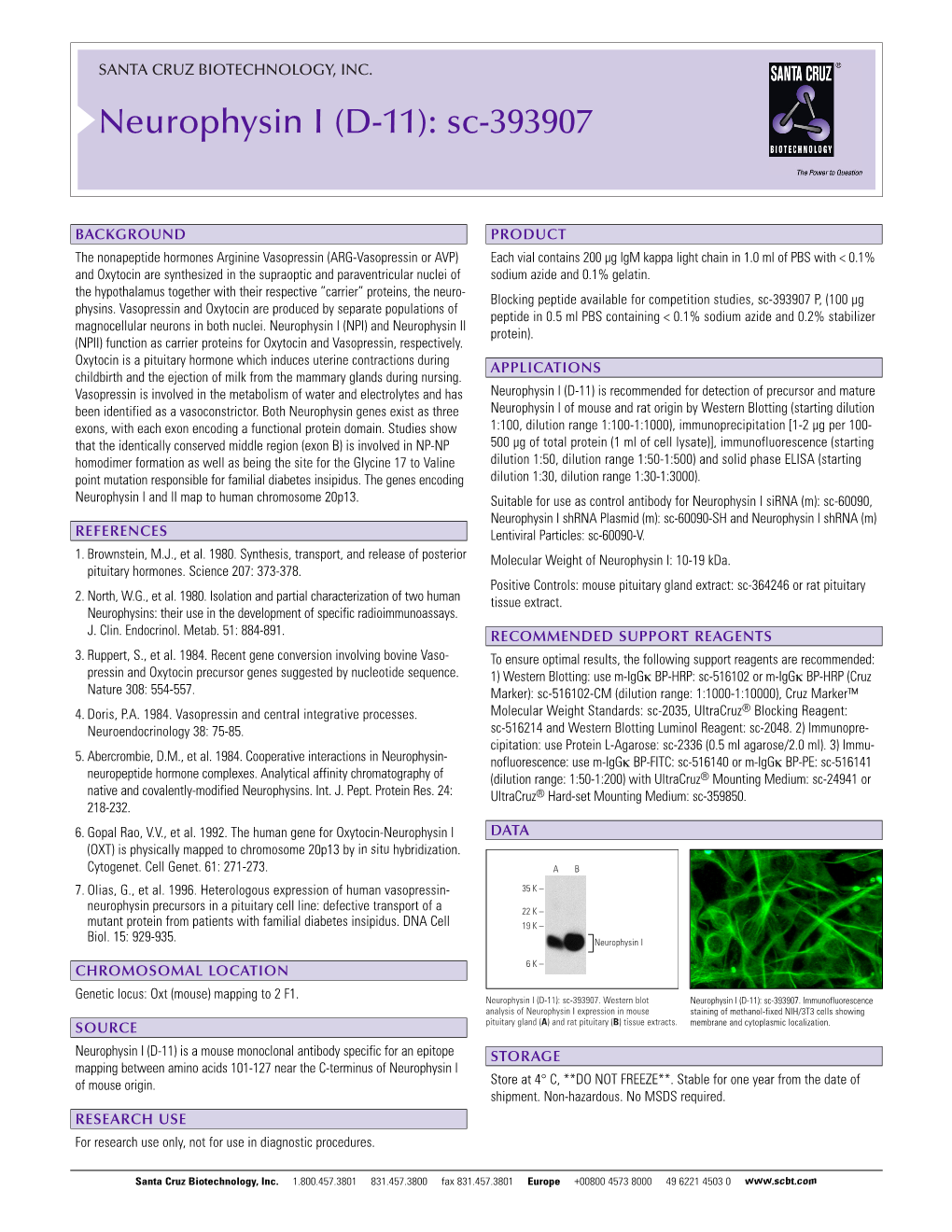 Neurophysin I (D-11): Sc-393907