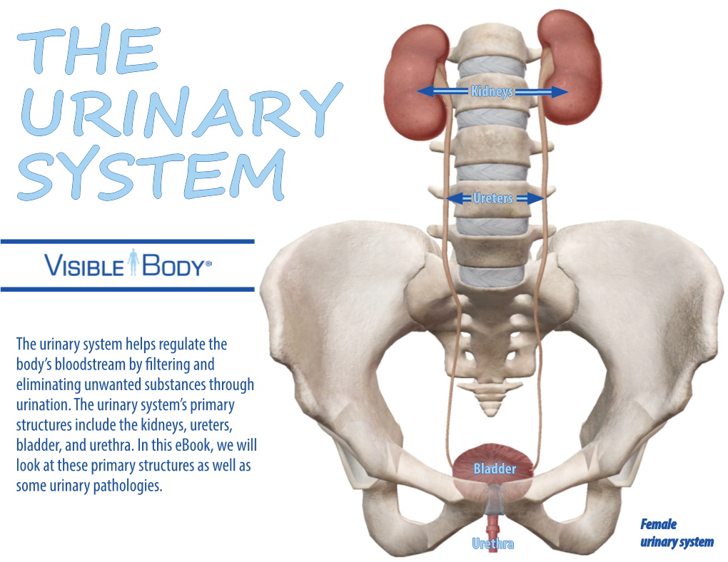 The Urinary System Helps Regulate the Body’S Bloodstream by Filtering and Eliminating Unwanted Substances Through Urination