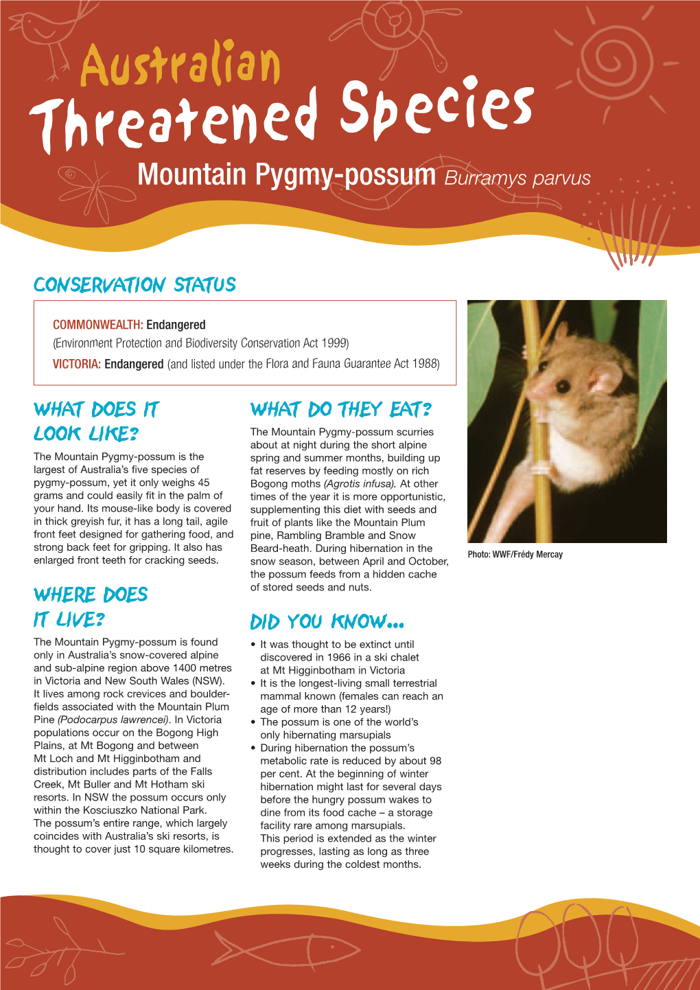 Species Threatenedmountain Pygmy-Possum Burramys Parvus