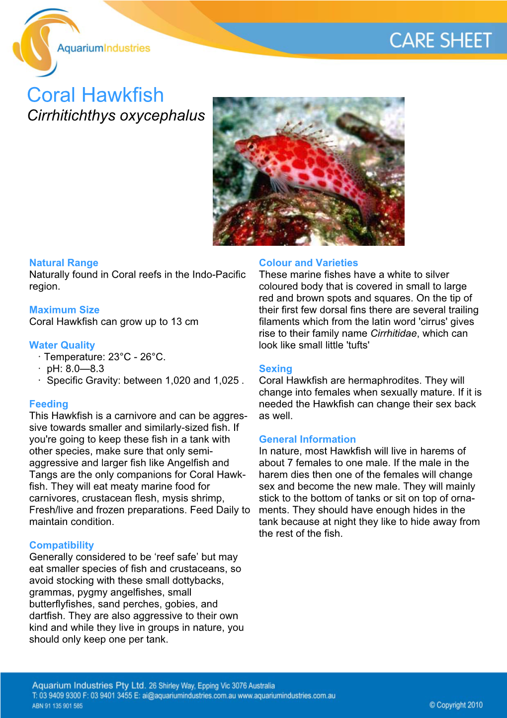 Coral Hawkfish Cirrhitichthys Oxycephalus