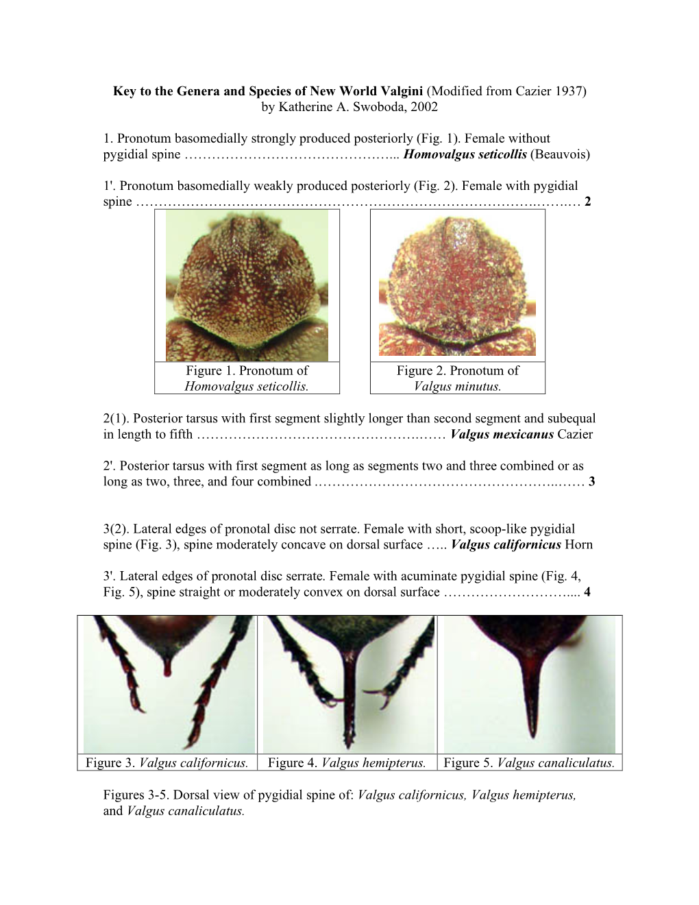 Key to the Genera and Species of New World Valgini (Modified from Cazier 1937) by Katherine A