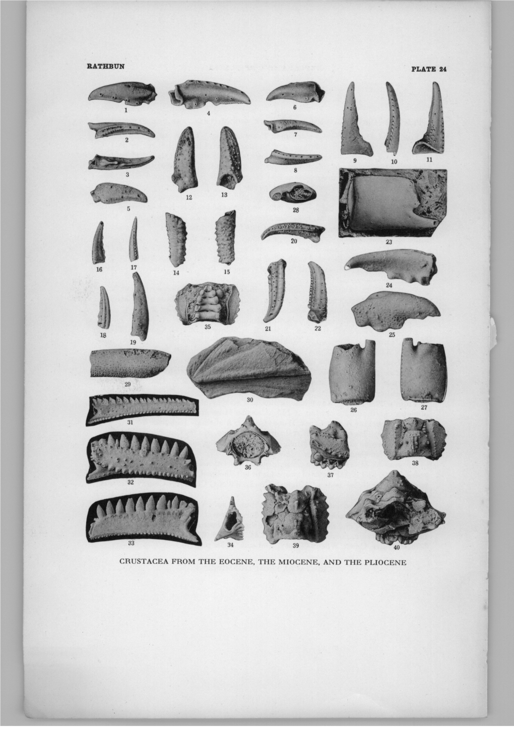 Rathbun Plate 24 Crustacea from the Eocene, the Miocene, and The