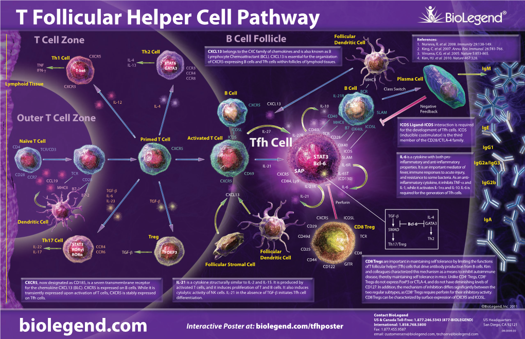 T Follicular Helper Cell Pathway Follicular References: Dendritic Cell 1