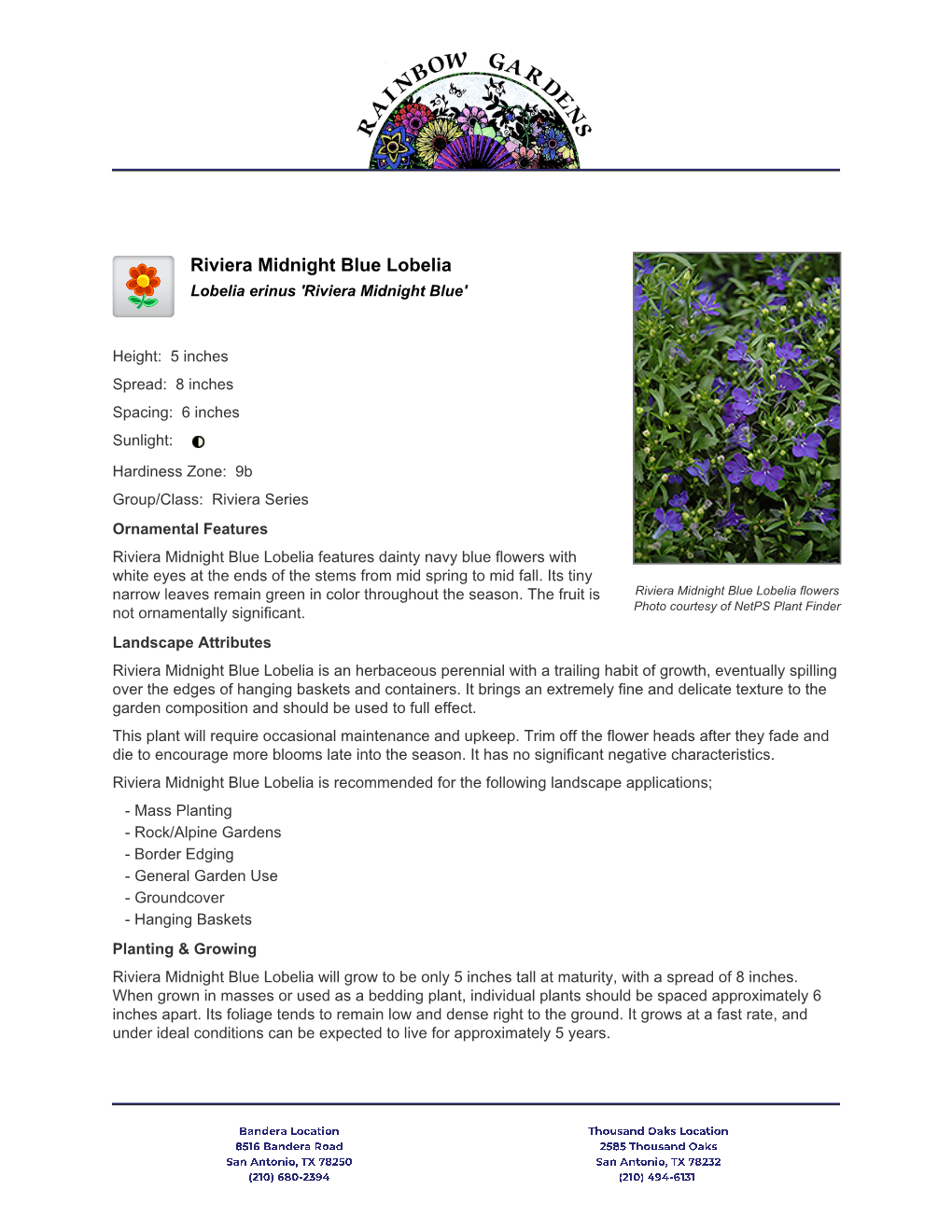 Rainbow Gardens Riviera Midnight Blue Lobelia