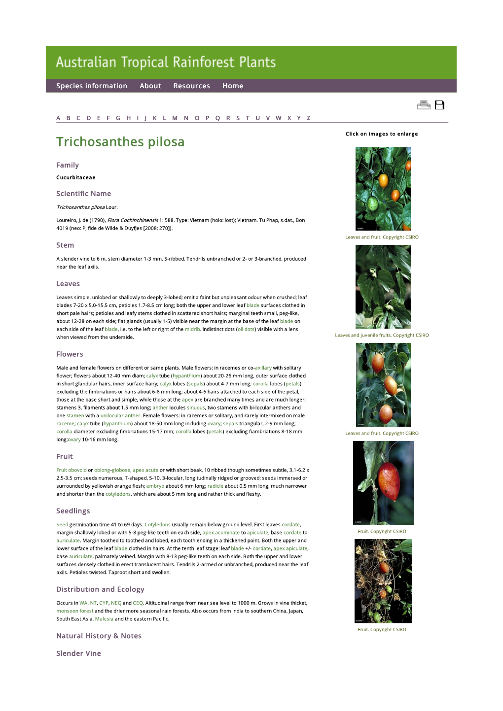 Trichosanthes Pilosa Click on Images to Enlarge