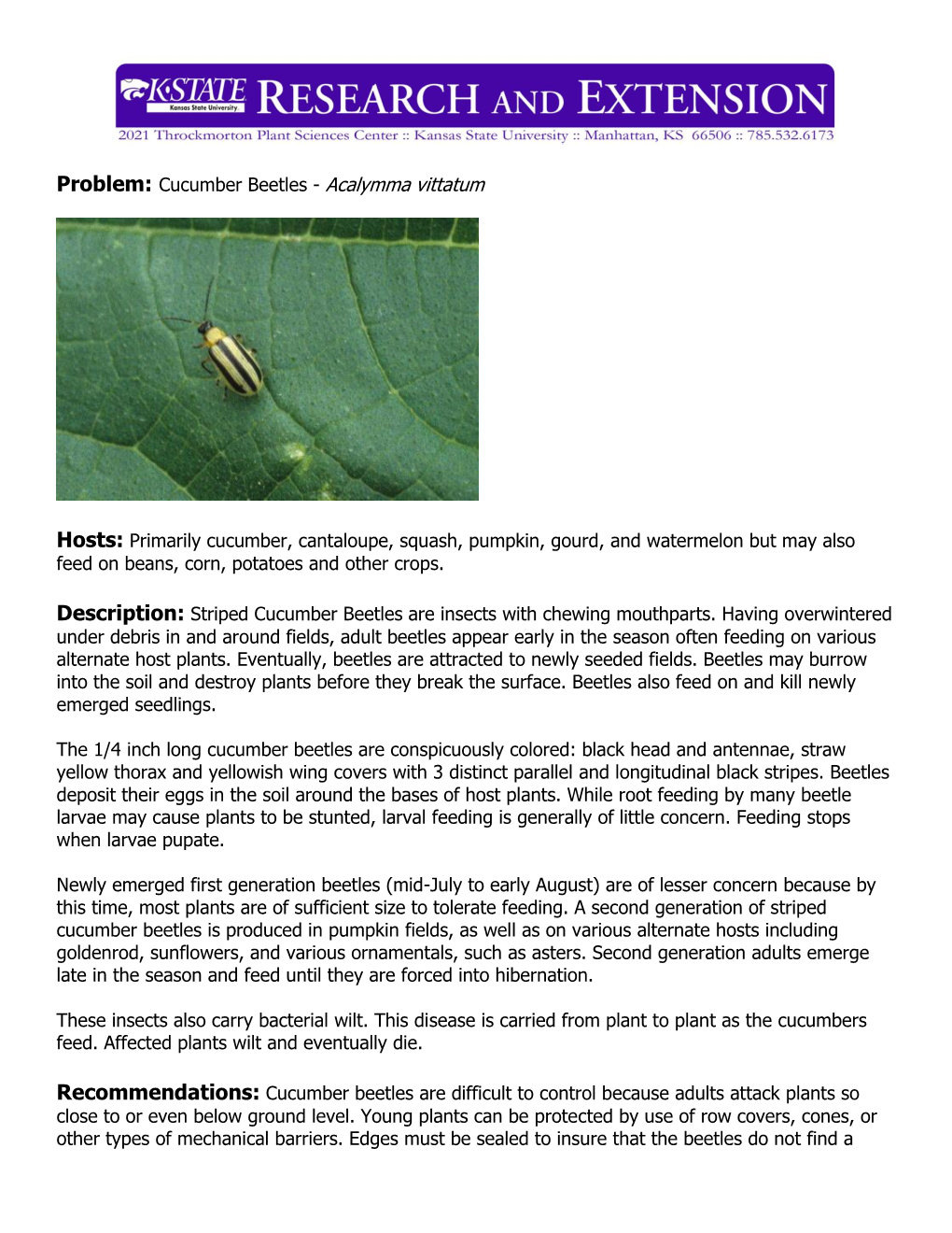 Problem: Cucumber Beetles - Acalymma Vittatum