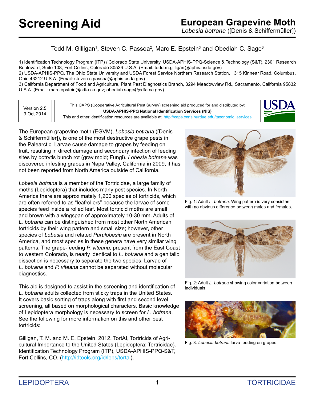 European Grapevine Moth Screening Aid Lobesia Botrana ([Denis & Schiffermüller])