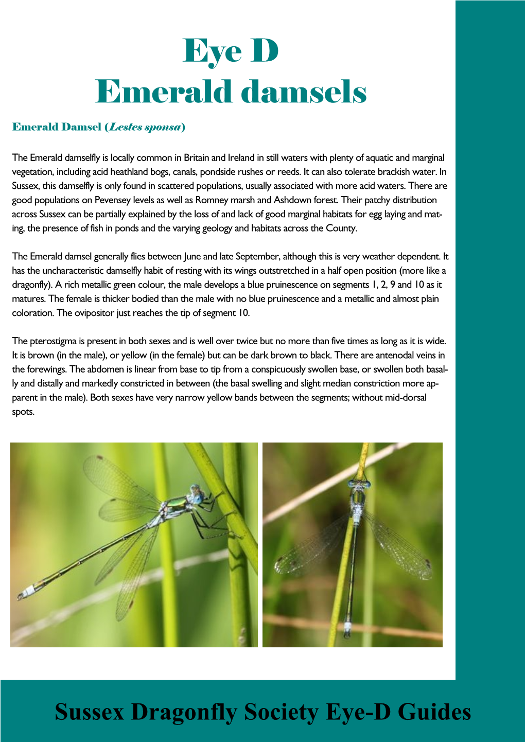 Identify...Emerald Damselflies