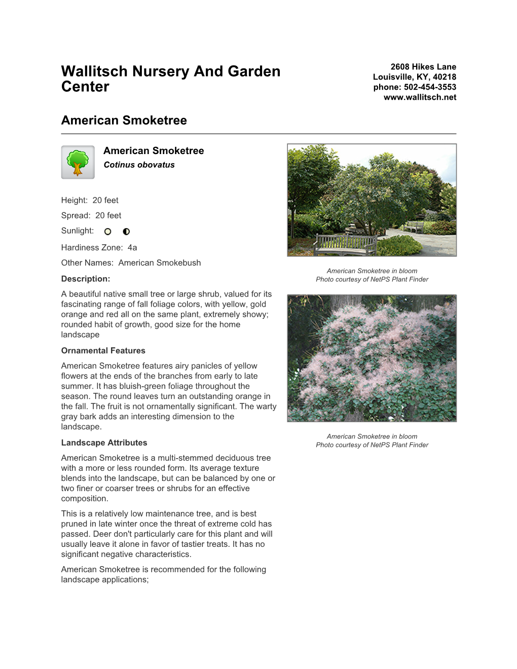 Wallitsch Nursery and Garden Center American Smoketree