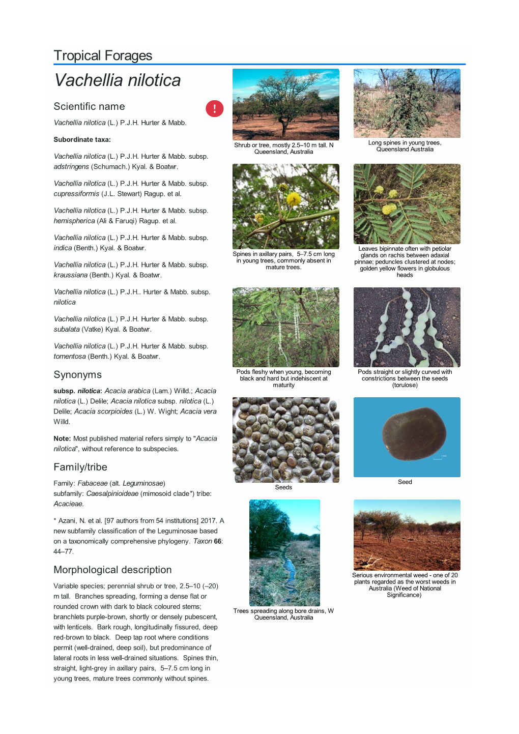 Vachellia Nilotica Scientific Name  Vachellia Nilotica (L.) P.J.H