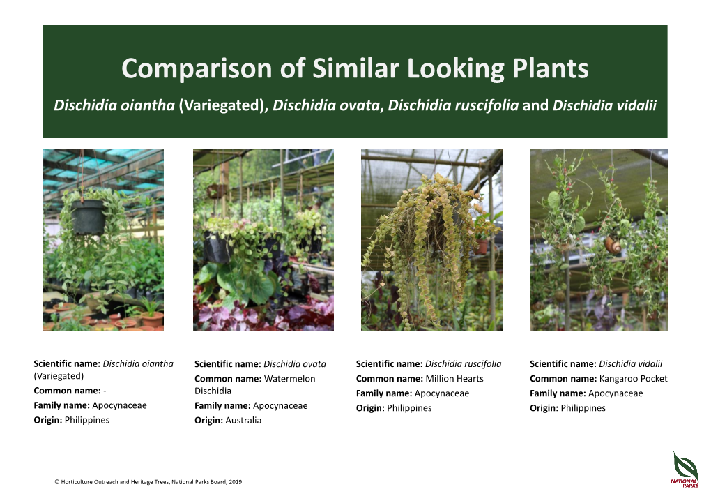 Comparison of Similar Looking Plants Dischidia Oiantha (Variegated), Dischidia Ovata, Dischidia Ruscifolia and Dischidia Vidalii