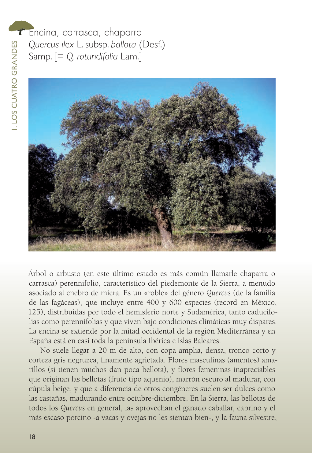 Encina, Carrasca, Chaparra Quercus Ilex L. Subsp. Ballota (Desf.) Samp