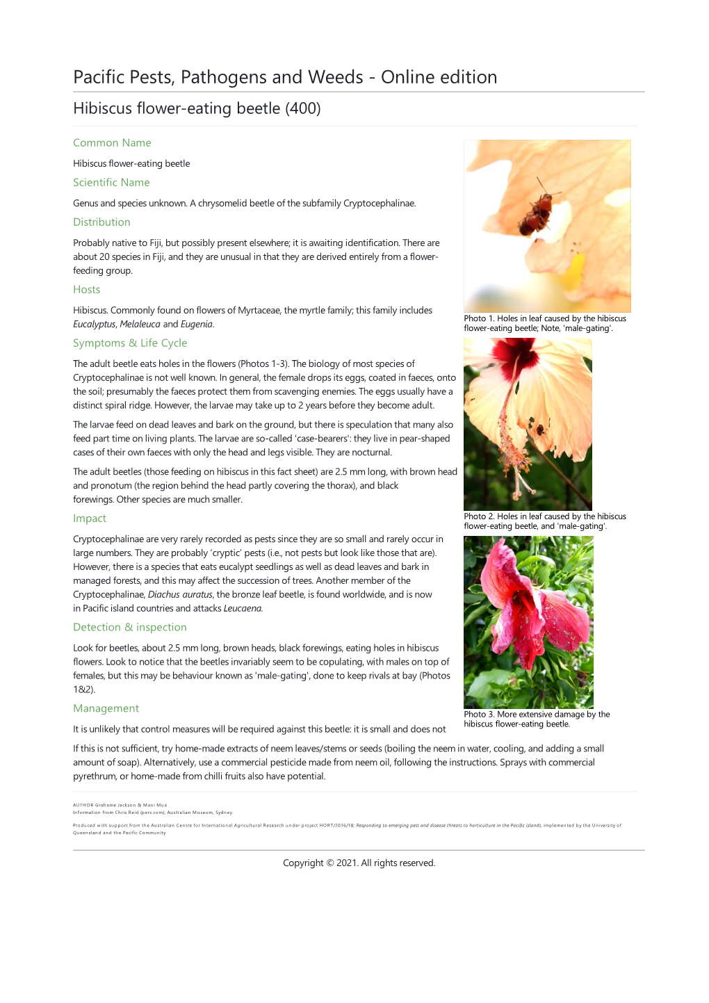 Hibiscus Flower-Eating Beetle (400)