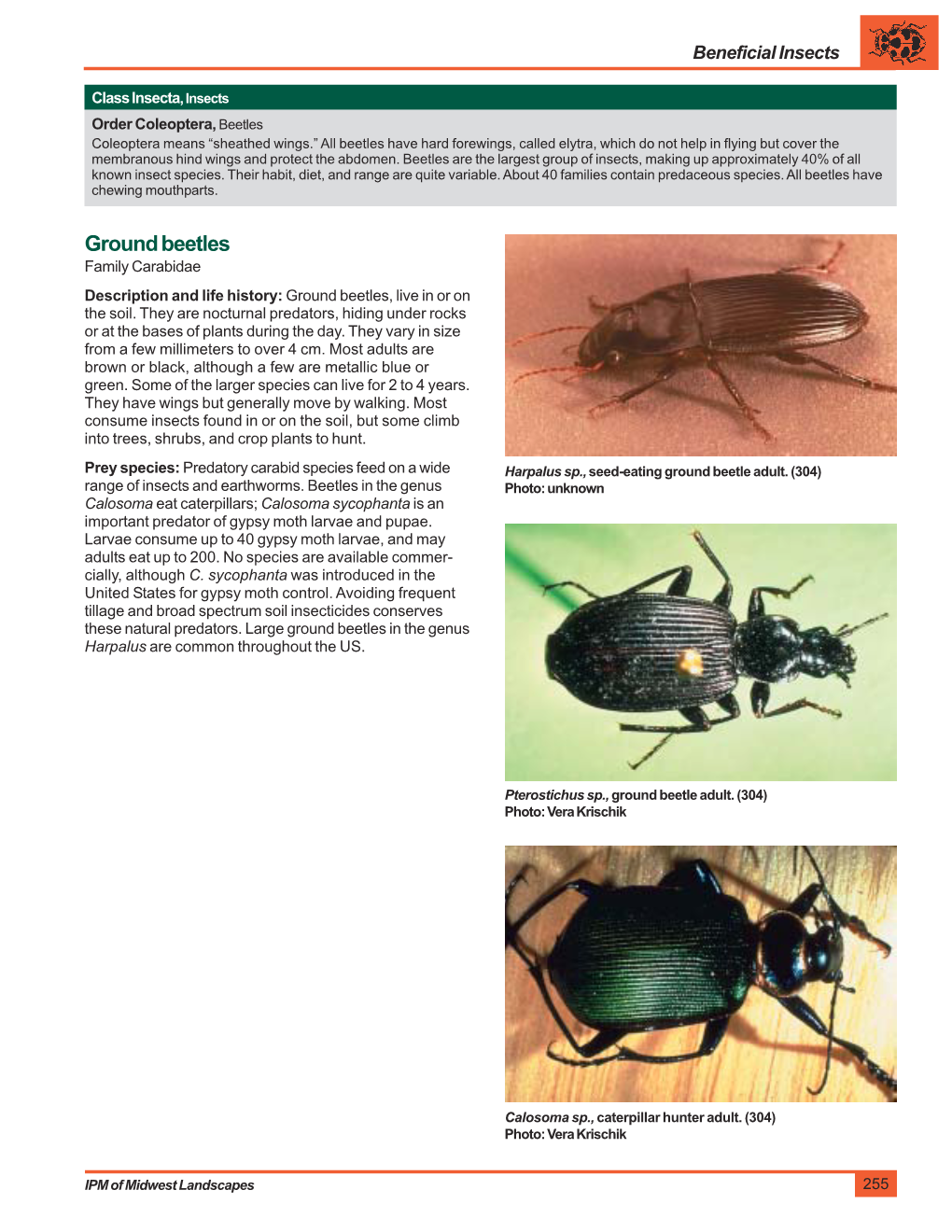 Carabidae, Ground Beetles