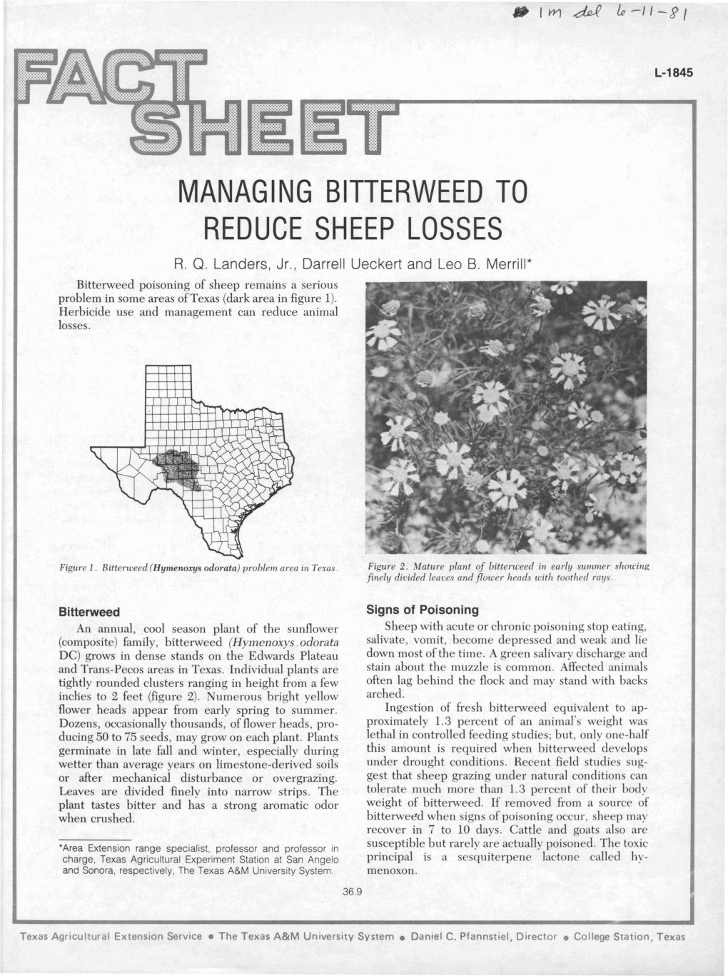 Managing Bitterweed to Reduce Sheep Losses R