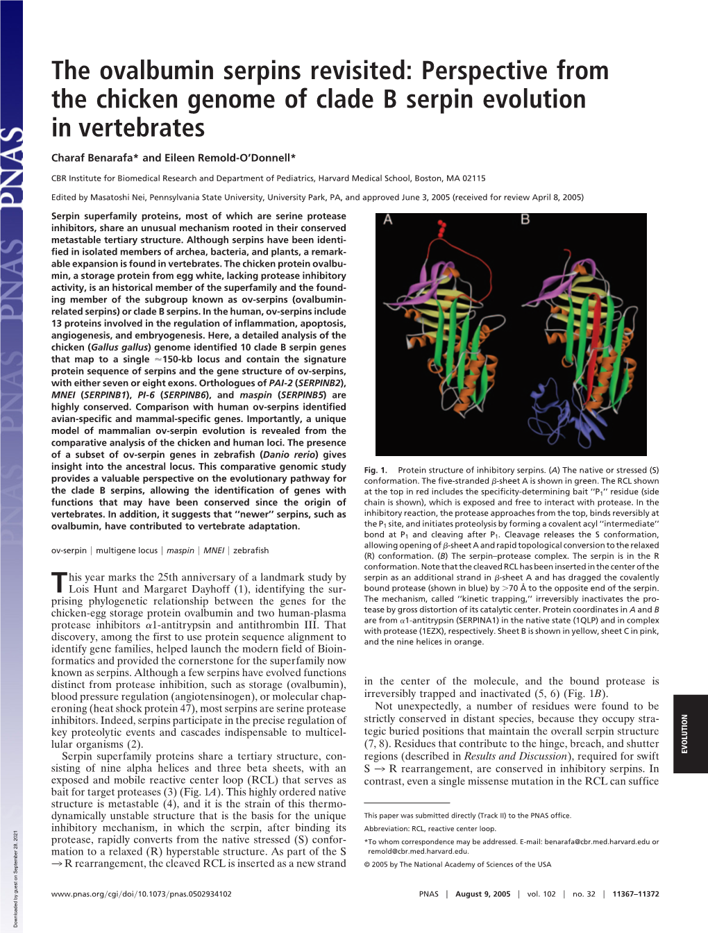 Perspective from the Chicken Genome of Clade B Serpin Evolution in Vertebrates