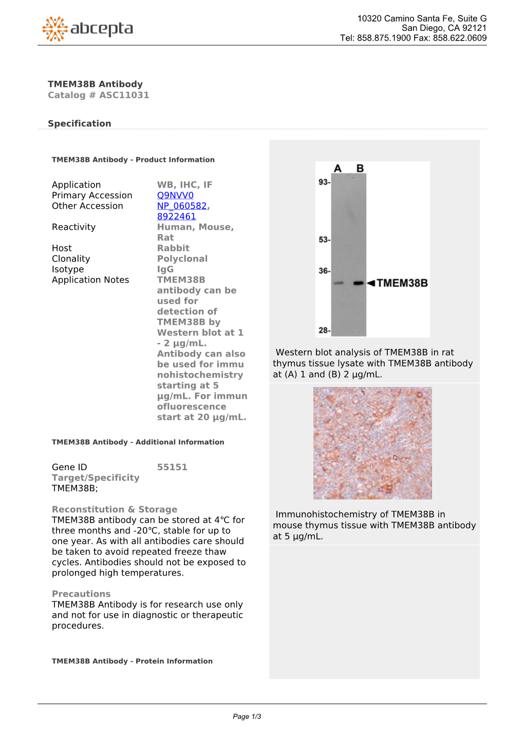 TMEM38B Antibody Catalog # ASC11031
