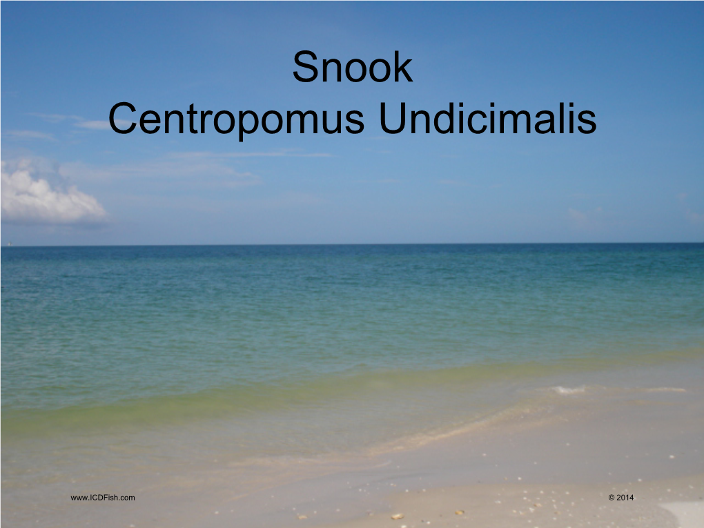 Snook Centropomus Undicimalis