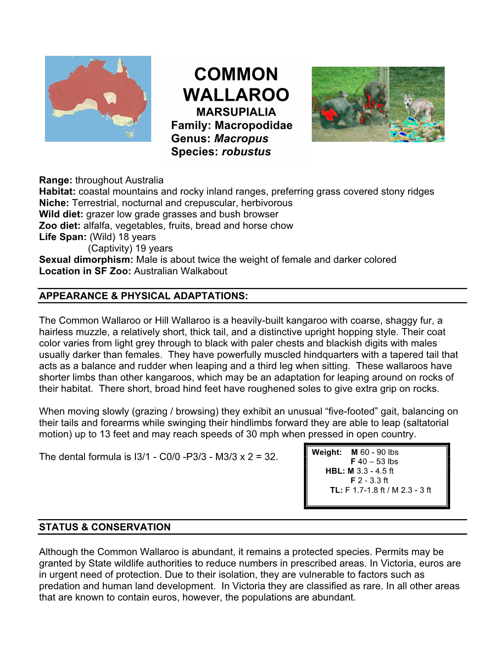 COMMON WALLAROO MARSUPIALIA Family: Macropodidae Genus: Macropus Species: Robustus