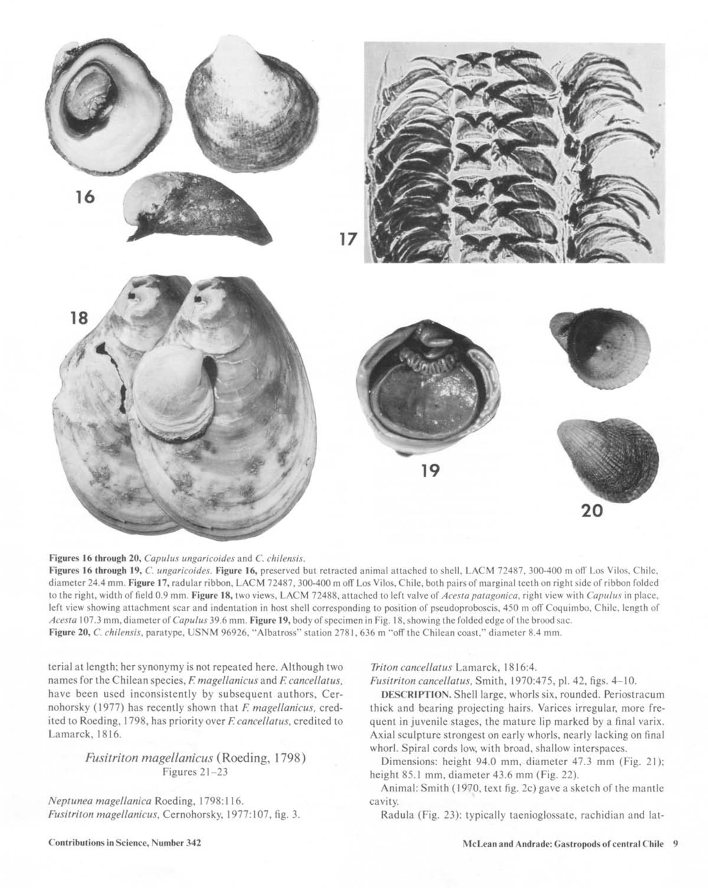 Fusitriton Magellanicus (Roeding, 1798) Dimensions: Height 94.0 Mm, Diameter 47.3 Mm (Fig