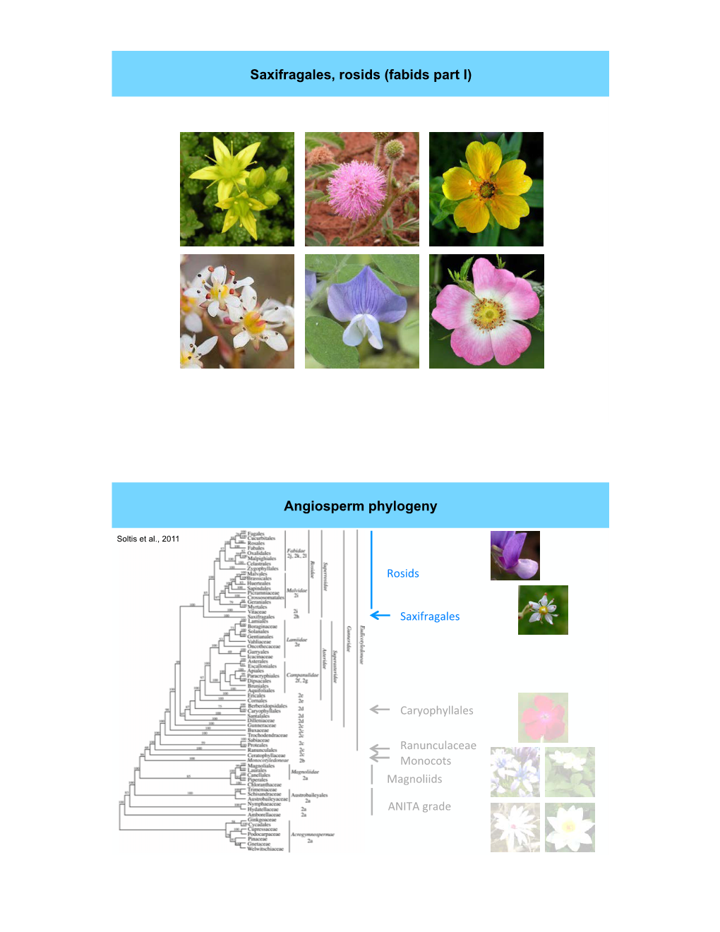 Saxifragales, Rosids (Fabids Part I) Angiosperm Phylogeny