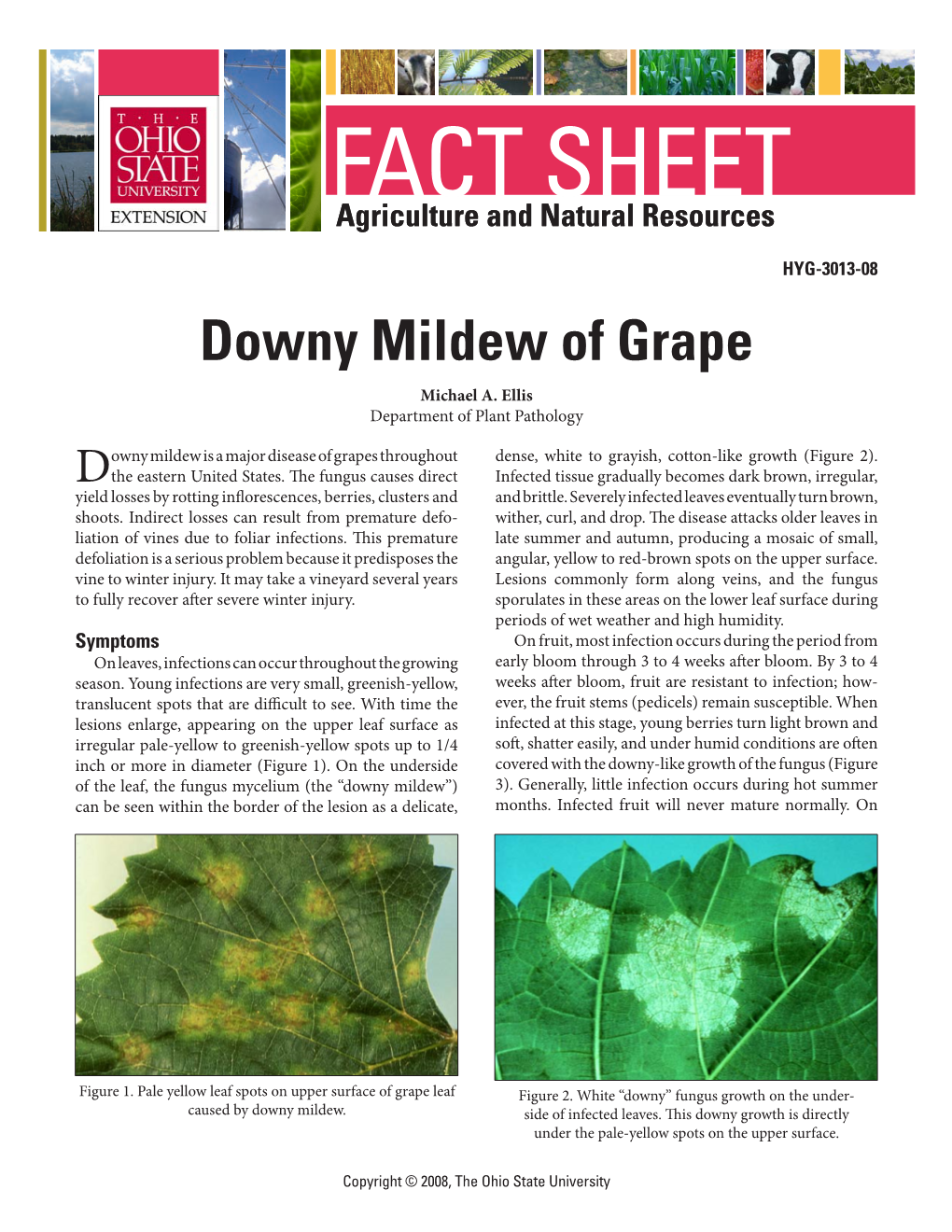 OSU Downy Mildew of Grape Fact Sheet